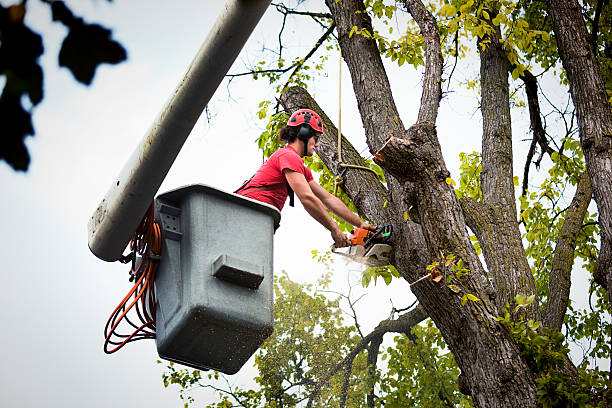 South Sarasota, FL Tree Care Services Company